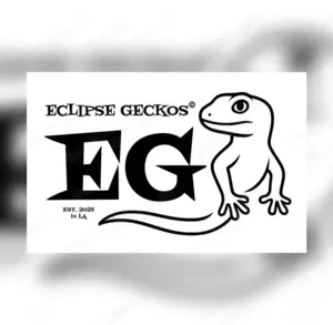 Leopardgecko 0.1 Weibchen Mack Snow Eclipse 66% het TA Bild 6