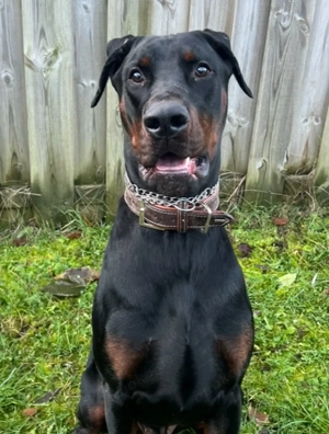 Hund Dobermann 3 jahre Rüde
