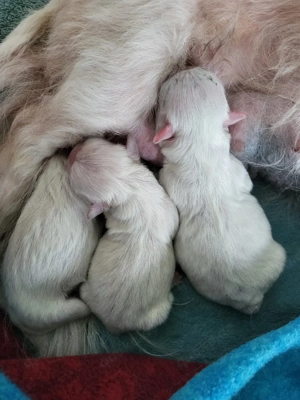 Reinrassige Minipekinese Welpen zu Verkaufen!!!