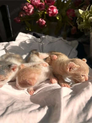 Elf Sphynx Brush Kitten zu verkaufen 