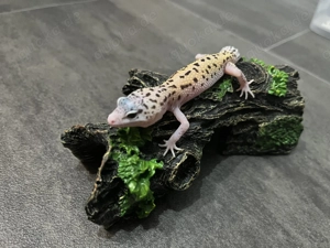 Demnächst abzugeben: Leopardgecko 0.0.1 Weibchen   Mack Snow Eclipse 66% het TA