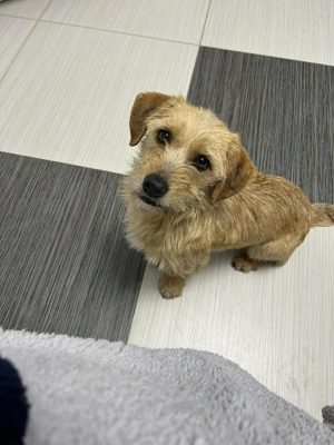 Celine - wunderbares kleines Mädchen sucht seine Menschen für s Leben