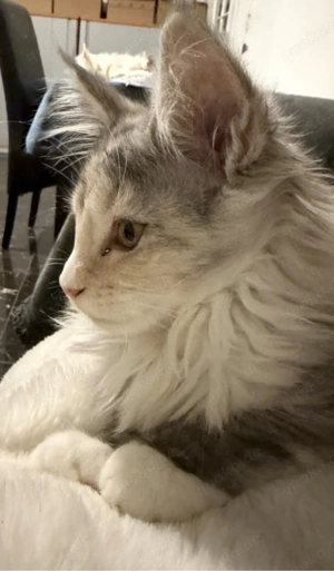    Unzertrennliches Maine-Coon-Duo: Funa & Fairy suchen ihr Traumschloss