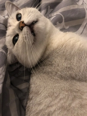 BKH Kater in liebevolle Hände abzugeben