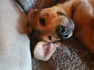 Für immer Körbchen gesucht 