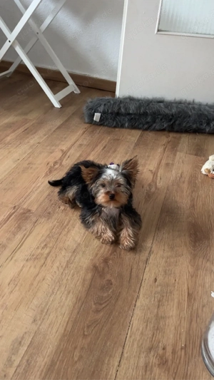 mini yorki welpe 