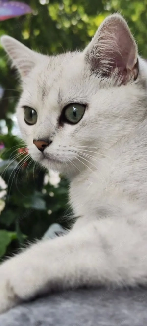 BKH Kater in liebevolle Hände abzugeben