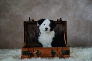 Australian Shepherd Rüde sucht seine Familie
