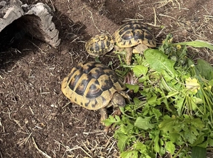 Testudo Hermani Griechische Landschildkröten (2 1)