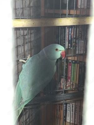 Ein Päckchen Halsbandsittiche