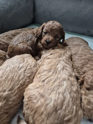 6 Reinrassige Toypudel Welpen 