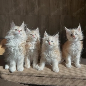Maine-Coon-Kätzchen suchen ein neues Zuhause