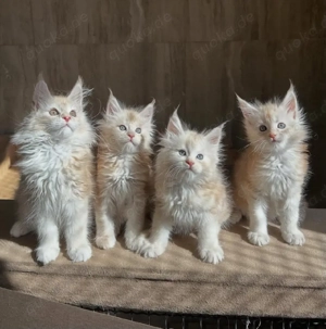 4 Maine-Coon-Kätzchen suchen ein neues Zuhause