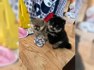 Zwergspitz Pomeranian Welpen!!