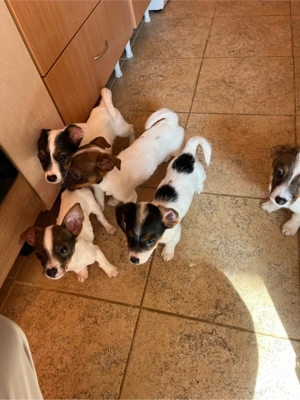 5 Jack Russell Mix Welpen suchen liebevolles Zuhause (Geimpft & gechipt)