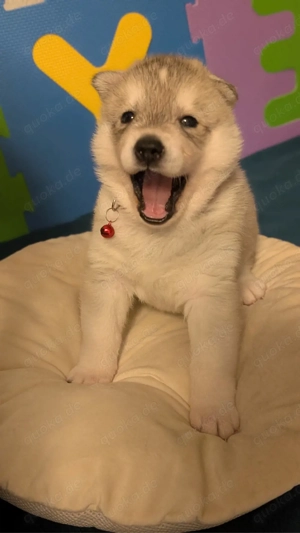 Sibirische Husky-Welpen (Reinrassig)
