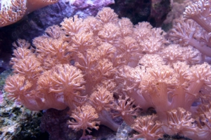 Korallenableger- Paralemnalia thyrsoides Weichkoralle