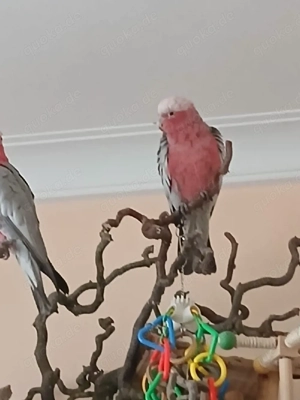 Rosa Kakadu Spalt-Lutino