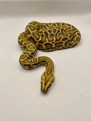 1.0 Caramel Tigerpython 66% het Champagne , INZ 08 25