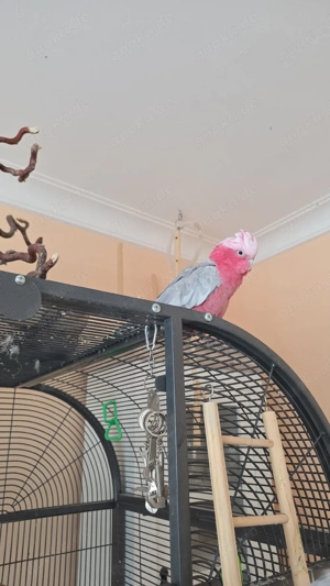 Rosa Kakadu Spalt-Lutino Bild 2