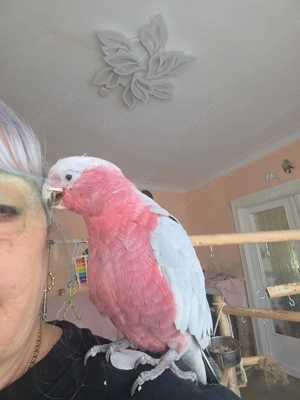 Rosa Kakadu Spalt-Lutino Bild 3