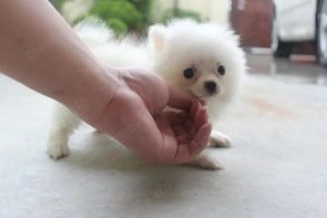 Wunderschöne Pomeranian-Welpen