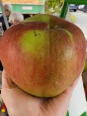 Suche nette Frau mit Riesenbrüsten! 