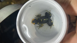 Dendrobates Tinctorius Alanis