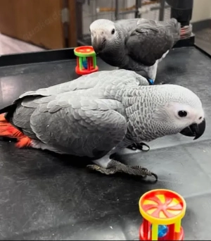 Afrikanische Graupapageien