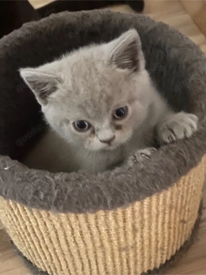 BKH Babys reinrassig