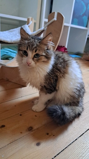 3 x Dosenöffner und Kuschelpersonal gesucht