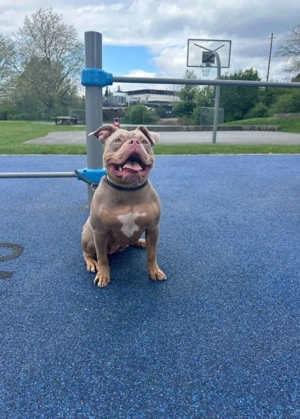 Wunderschöne American Pocket Bully Hündin Sie wird 3 jahre sehr lieb verschmusst