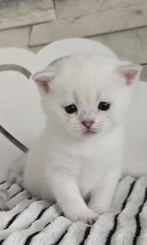 Wunderschöne, reinrassige BKH Kätzchen mit Stammbaum 