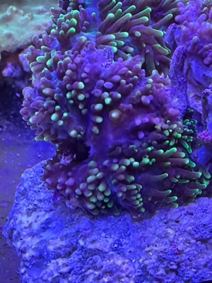 Ricordia Scheibenanemone grün  lila 