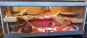 Kleine Igel Tanreks mit Terrarium 