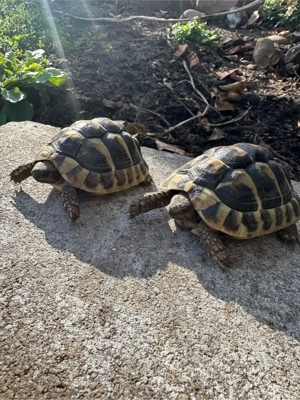 2 Landschildkröten abzugeben