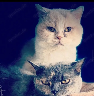 selkirk rex wurfankündigung