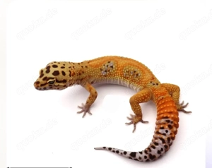Leopardgecko 1.0 Clown  Red Diamond het Tremper ph. Eclipse 