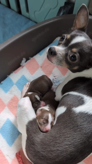 chihuahua welpen weibchen 