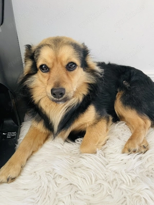 Whiskey  als treuer Freund 