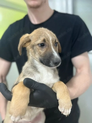 Champ sucht ein Zuhause oder eine Pflegestelle