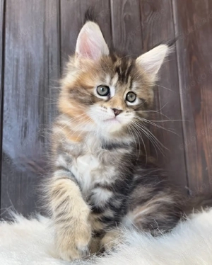 Kuschelige Maine-Coon-Kätzchen