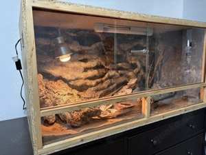 2 Leopardgeckos (1.1) mit Terrarium und Zubehör abzugeben