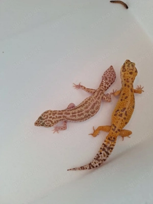 Leopardengekos 