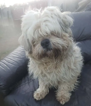 HAROO - liebevoller Zottel (wartet in Rumänien) 