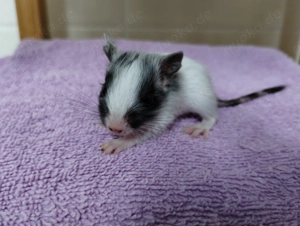 Super süßer Degu Nachwuchs:Sonderfarben:Lilac-,Schoko-Schwarz-Sandschecke suchen demnächst Heugeber!