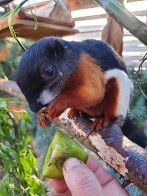 Suche 1,1 Schönhörnchen Rafflesi