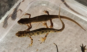 Teichmolch , Lissotriton vulgaris ( Triturus )