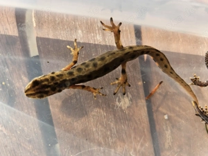 Teichmolch , Lissotriton vulgaris ( Triturus ) Bild 3