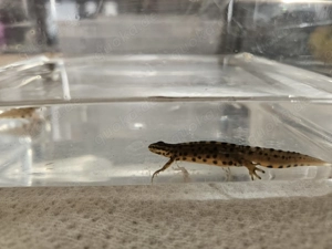 Teichmolch , Lissotriton vulgaris ( Triturus ) Bild 5